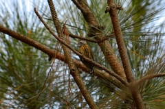 Picumnus nebulosus