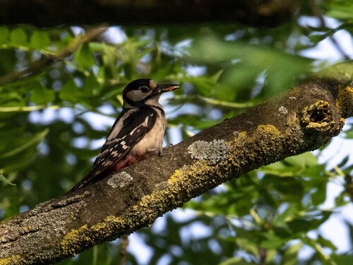 Great Spotted Woodpecker
