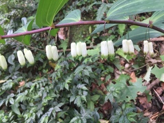Polygonatum arisanense