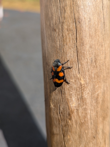 Cercopis