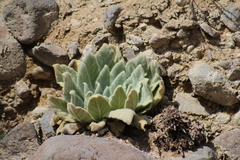 Verbascum thapsus