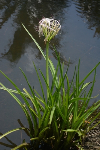 Image of Crinum viviparum by no rights reserved