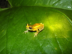 Dendropsophus bifurcus