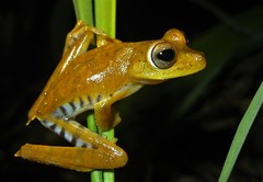 Boana calcarata