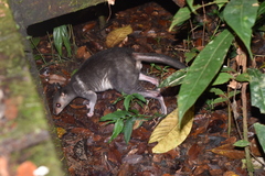 Brown Dorcopsis photo 4