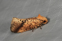 Azaleodes