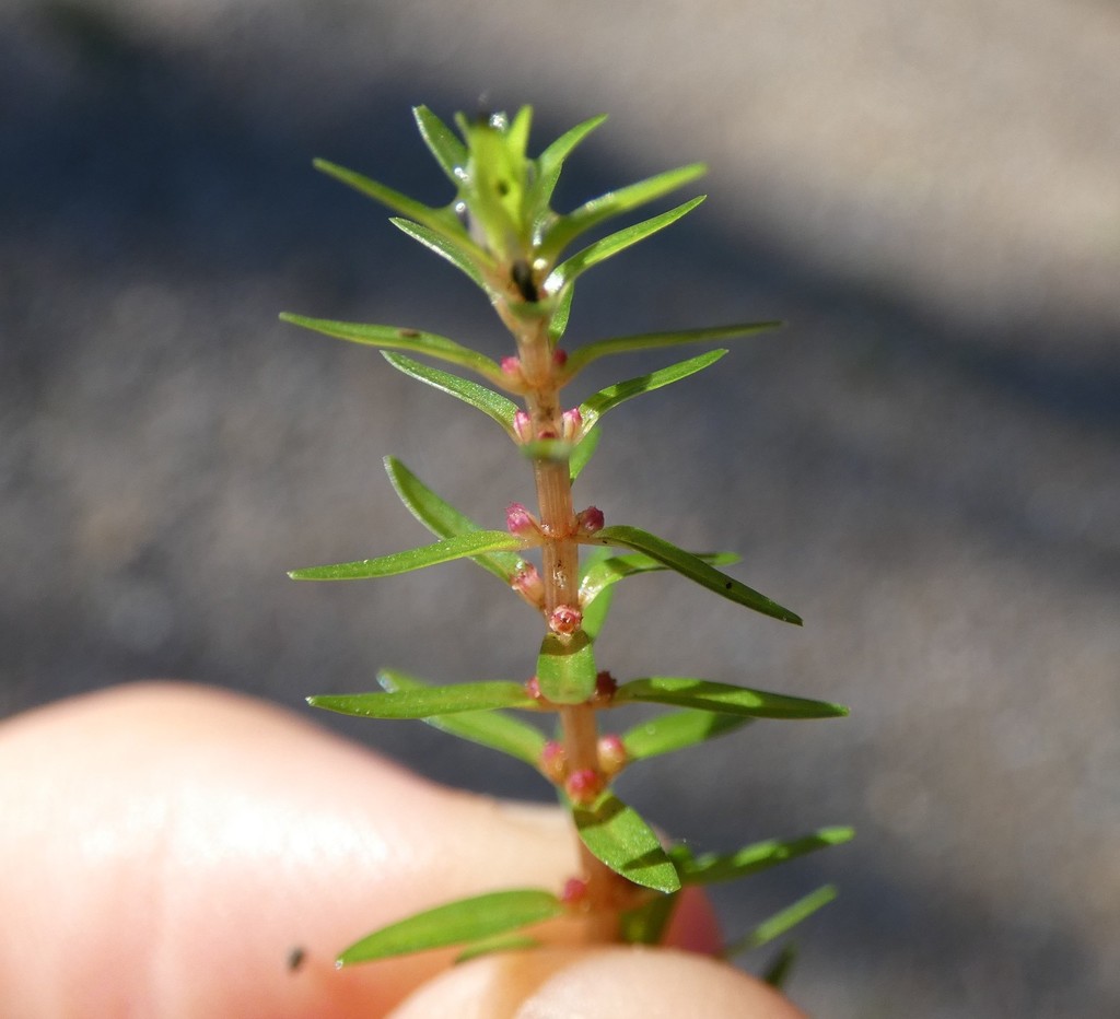 Rotala mexicana