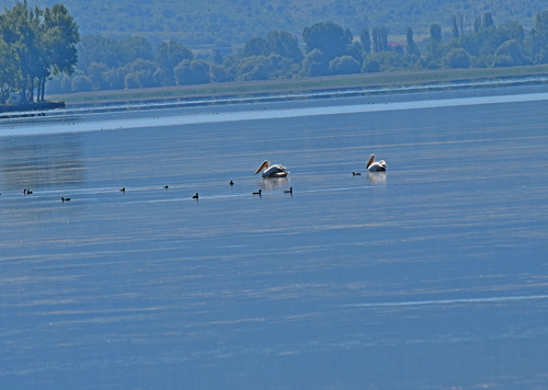 Great White Pelican
