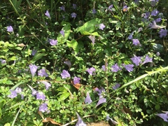 Strobilanthes rankanensis