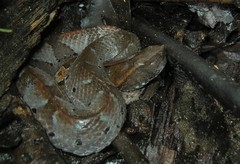 Bothrocophias hyoprora