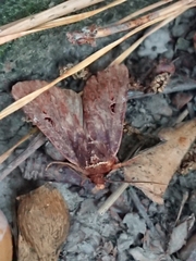 Austramathes purpurea