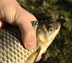 Megaleporinus obtusidens