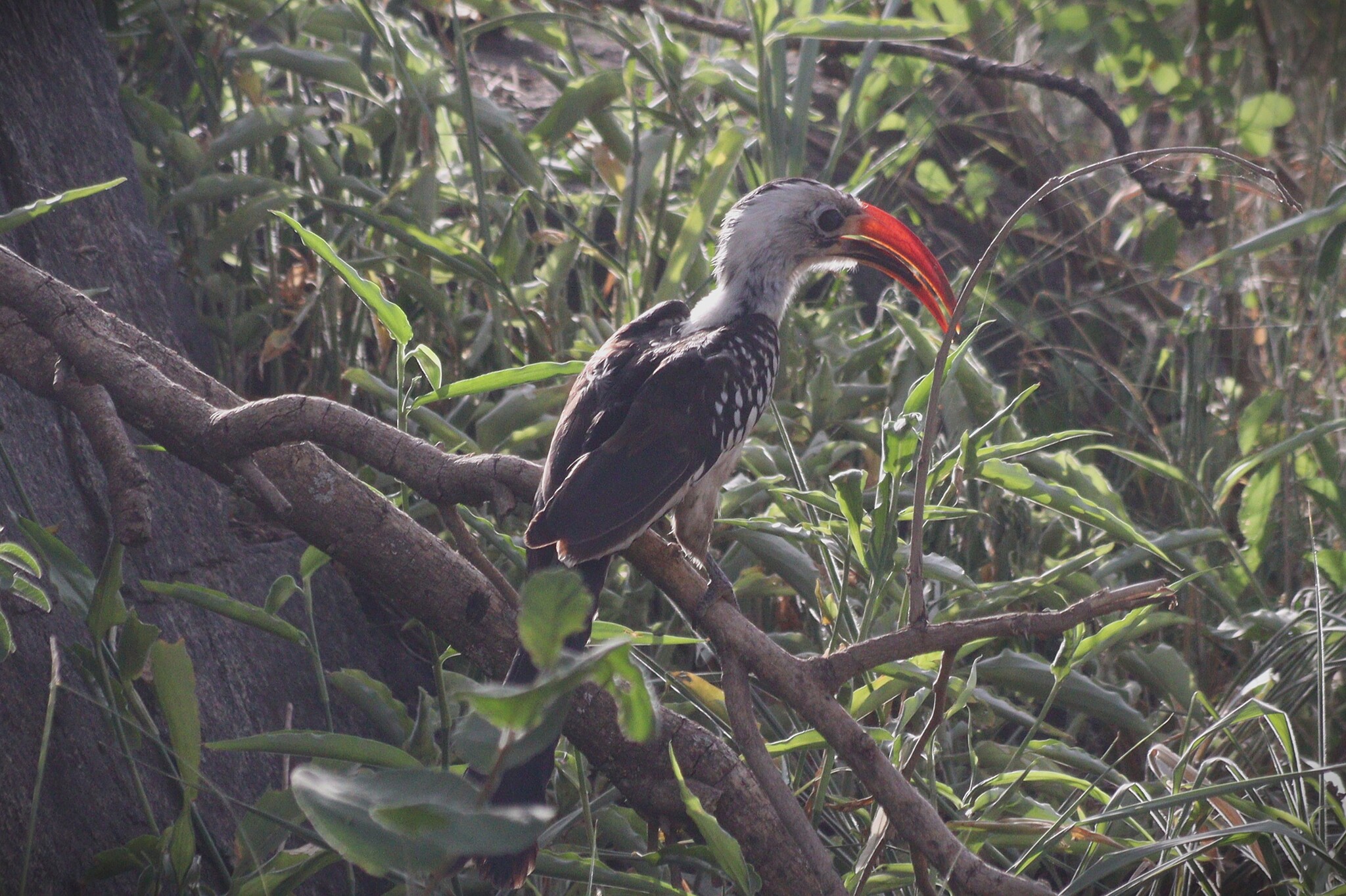 Northern Red-billed Hornbill (Tockus erythrorhynchus), photo 4
