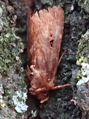 Austramathes purpurea