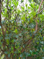 Camellia brevistyla