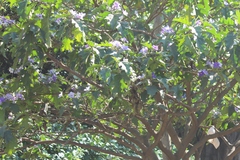 Solanum wrightii
