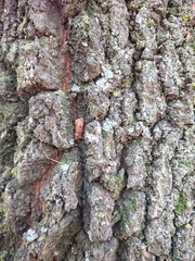 Austramathes purpurea