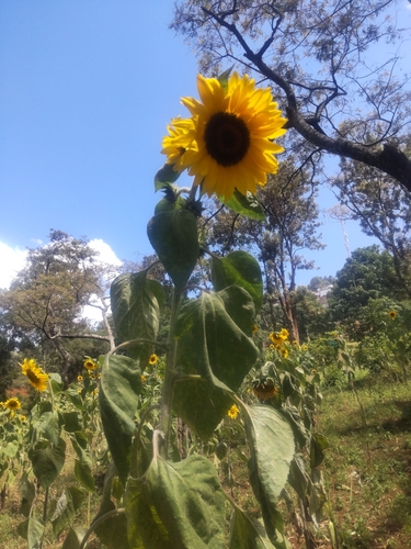 Common Sunflower