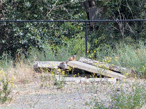 Yellow-bellied Marmot