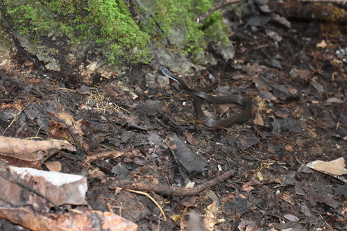 Aspidomorphus muelleri observed 2025-09-26