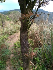 Quercus sessilifolia