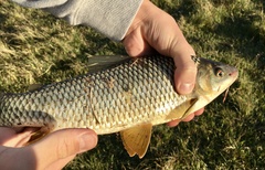Megaleporinus obtusidens