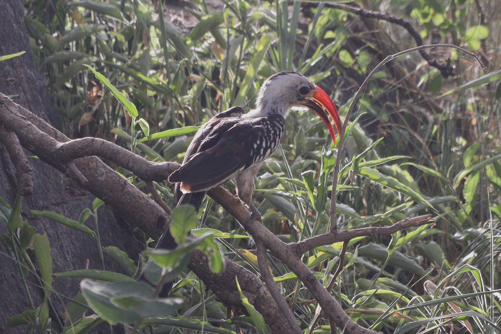 Northern Red-billed Hornbill (Tockus erythrorhynchus), photo 5