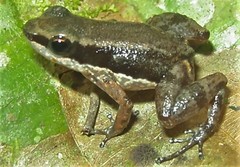 Allobates insperatus