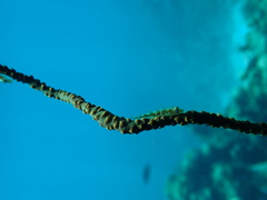 Bryaninops