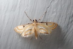 Tetrernia teminitis