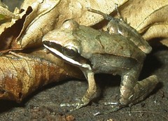 Leptodactylus mystaceus