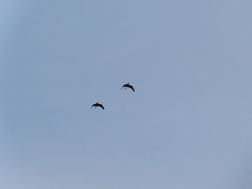 Purple Heron