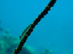 Bryaninops