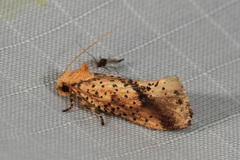 Azaleodes