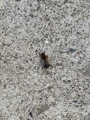 Apis mellifera