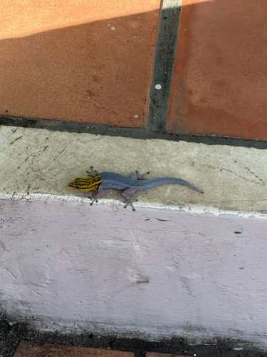 Painted Dwarf Gecko