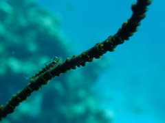 Bryaninops