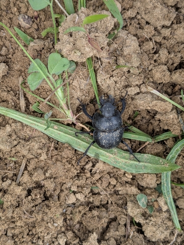 Lethrus apterus