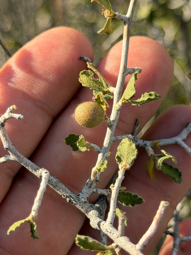 desert myrtlecroton