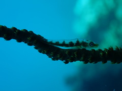 Bryaninops