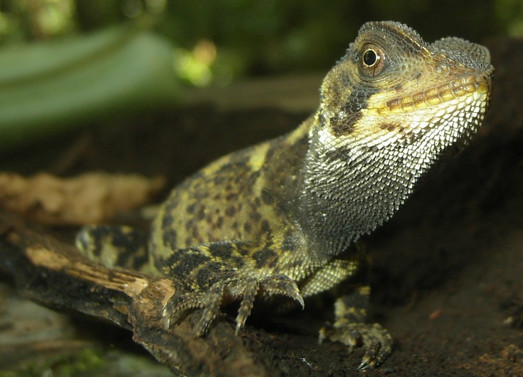 Cofan Woodlizard