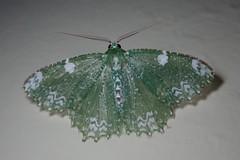 Eucyclodes fascinans