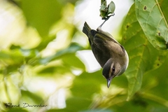 Vireo altiloquus