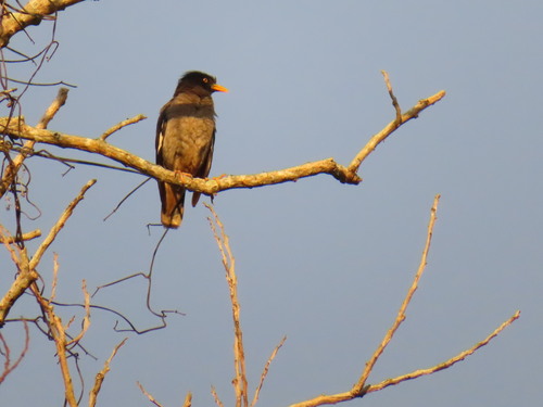Javan Myna