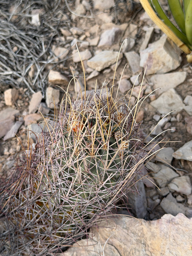 Chihuahuan fishhook cactus