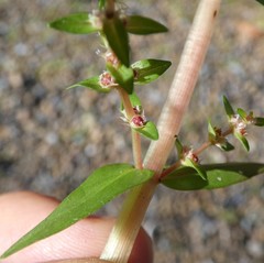Rotala tripartita