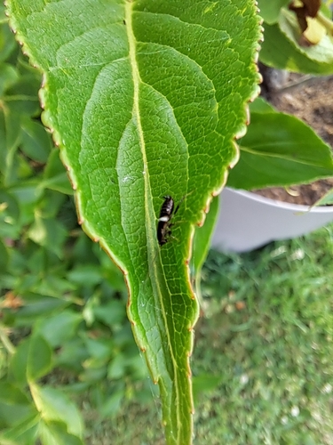 Variable Cockroach