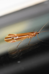 Psychoglypha