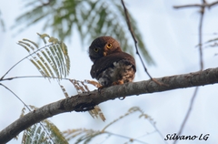 Glaucidium griseiceps