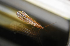 Psychoglypha